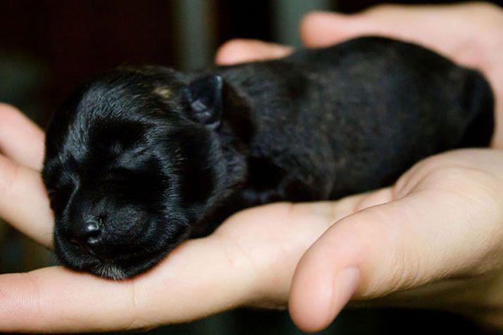 Una familia no superoacute la muerte de su mascota y la clonoacute