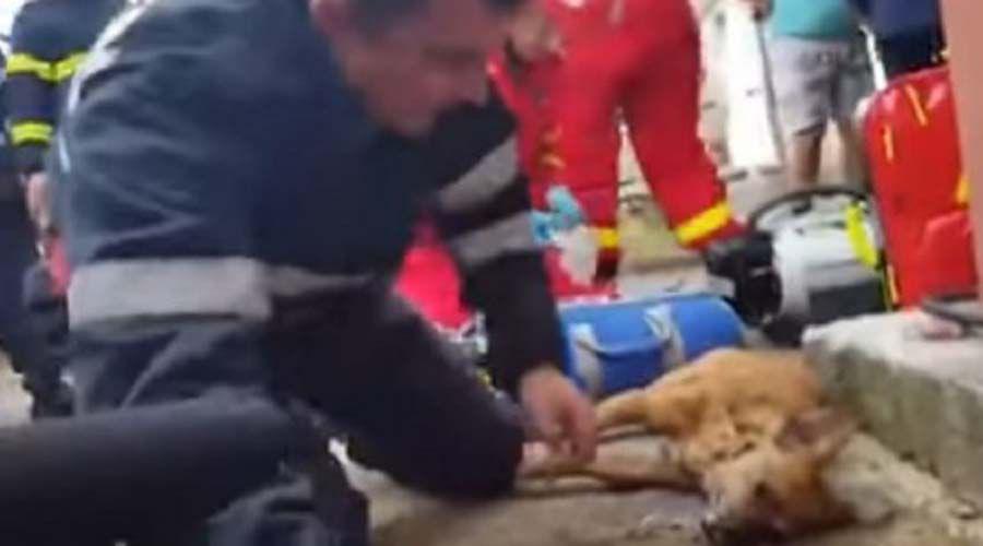 Un bombero le salvoacute la vida a un perro daacutendole respiracioacuten boca a boca