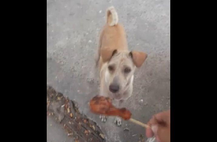 La conmovedora razoacuten por la que una perra pediacutea comida