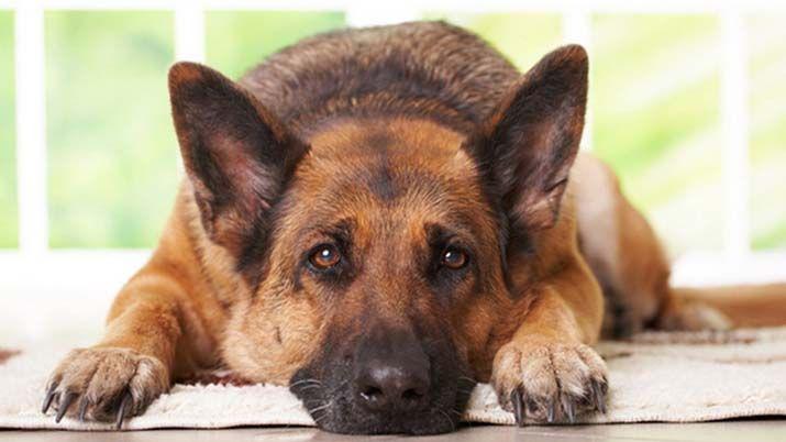 Detienen a una pareja por zoofilia- ella abusaba del perro y eacutel los filmaba