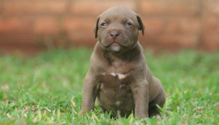 Comproacute un Pitbull para que cuide la casa y se lo robaron