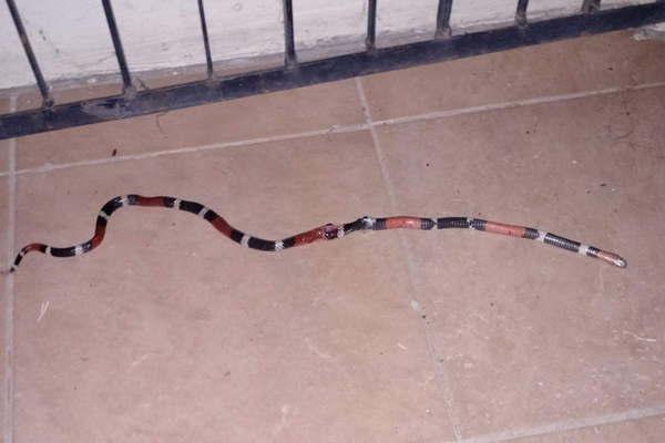 Preocupa la proliferacioacuten de viacuteboras y escorpiones en toda la provincia