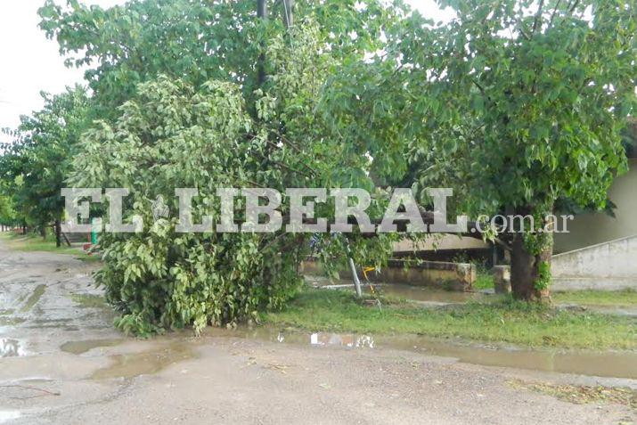La tormenta provocó la caída de �rboles y de postes
