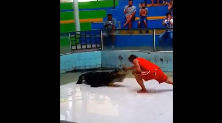 Video- el momento en que un cocodrilo muerde el brazo de su domador