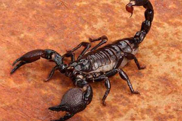 En el Cepsi atienden  5 casos de picaduras  de escorpiones por diacutea