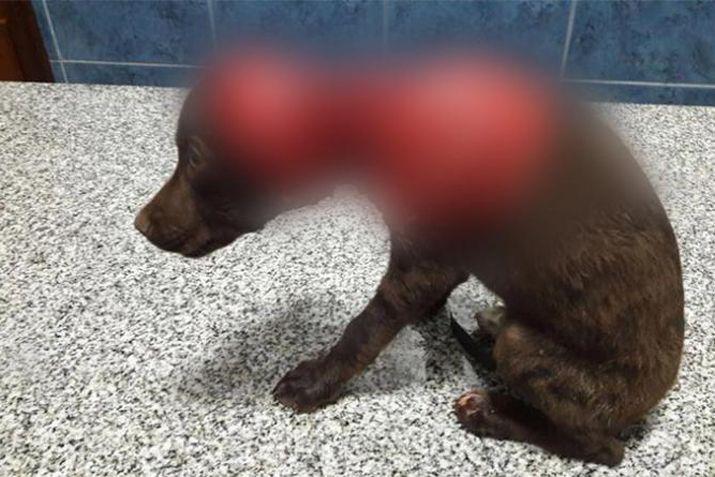 Crueldad extrema- despellejan y abandonan a un perro