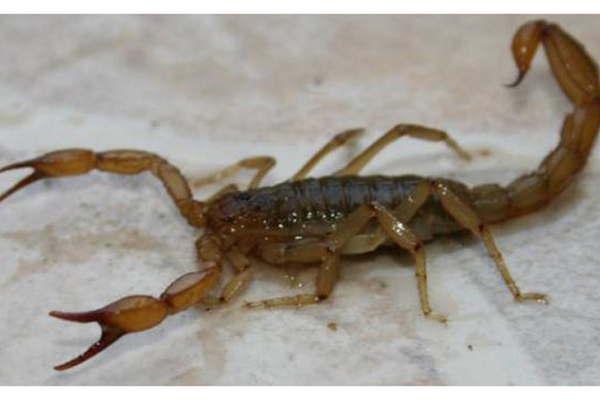 Una nintildea murioacute tras ser picada por un escorpioacuten en Coacuterdoba