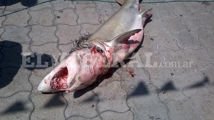 Turistas revolucionados por la aparicioacuten de un tiburoacuten en la escollera