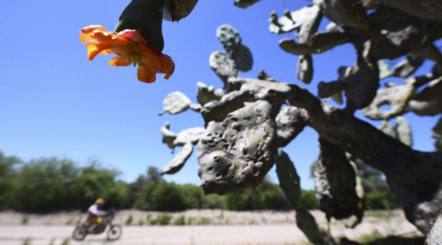 La flora local observa el paso del Dakar en la segunda etapa entre Monte Quemado y El Bobadal