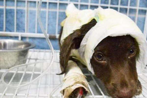 Murioacute ldquoChocolaterdquo el perro que habiacutea sido hallado despellejado en Coacuterdoba