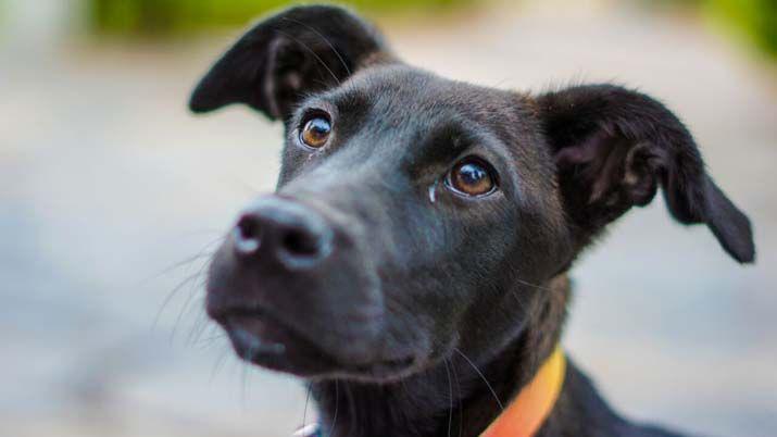Branca la hermosa negrita que busca un hogar