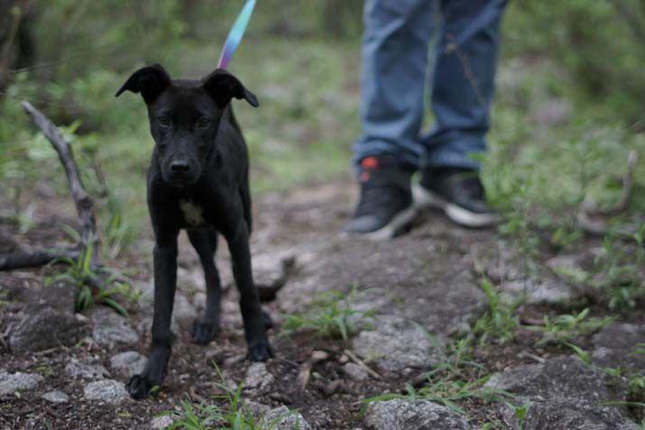 Conoceacute a Branca la hermosa negrita que busca un hogar