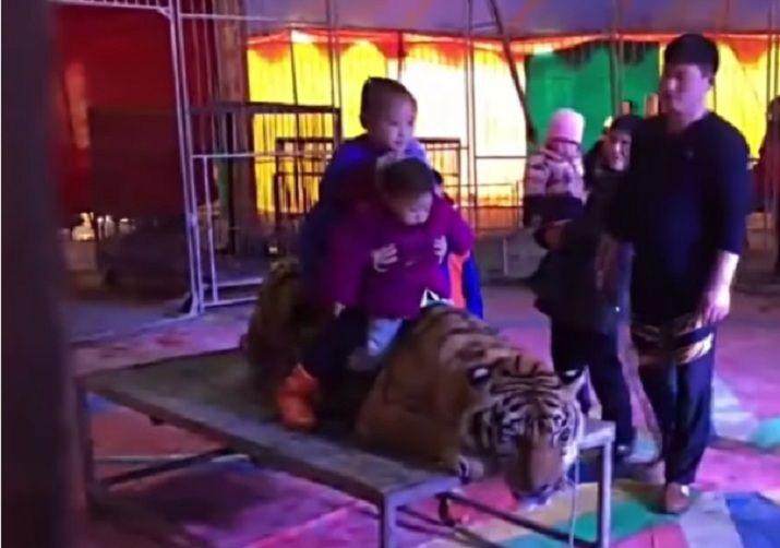 La cruel tortura a un tigre para que las personas puedan tomarse fotos con eacutel