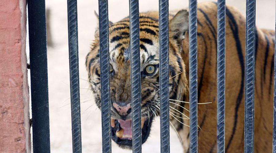 Aseguran que los felinos del ex Zoo estaacuten en perfecto estado