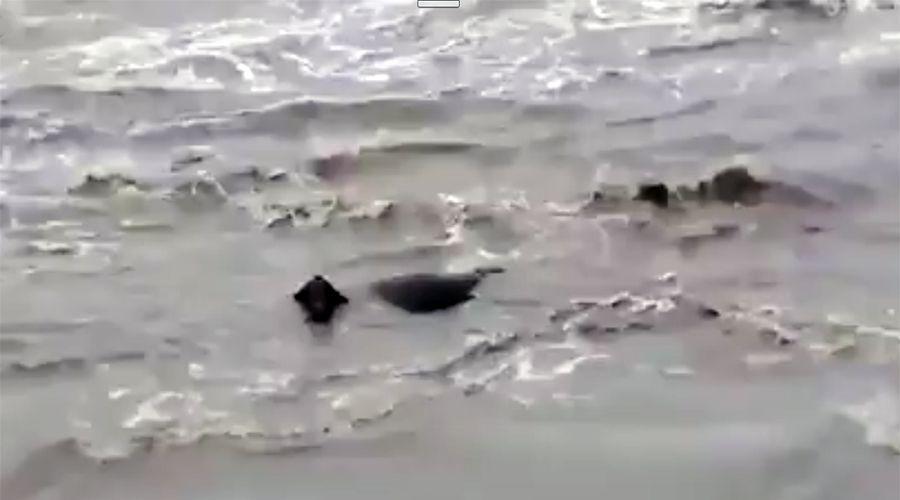 Video- decenas de vacas arrastradas por el agua en Entre Riacuteos