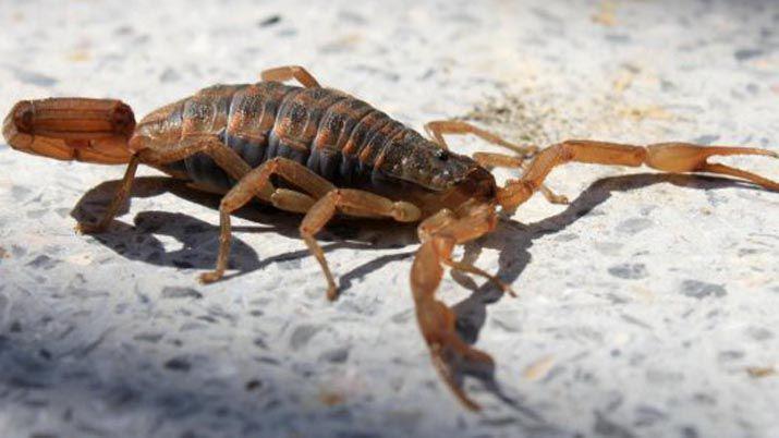 Un nintildeo sufrioacute cuatro paros cardiacuteacos tras ser picado por un alacraacuten