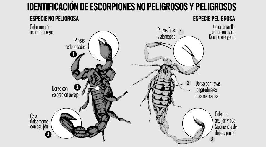 Peligro- coacutemo identificar a los escorpiones venenosos y prevenir picaduras en las casas