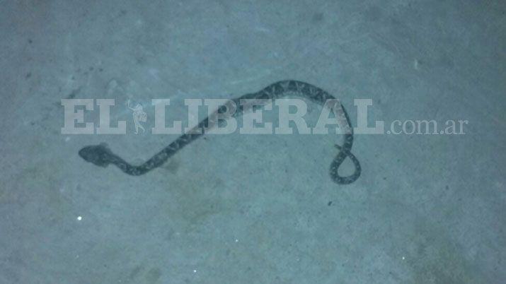 Preocupacioacuten en el barrio Siglo XXI por la aparicioacuten de una yararaacute