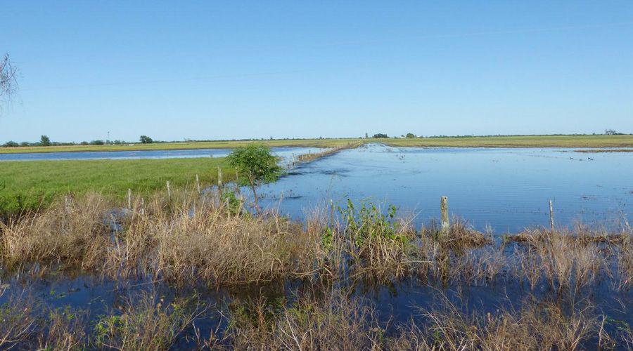 Buryaile- La situacioacuten de la lecheriacutea es grave