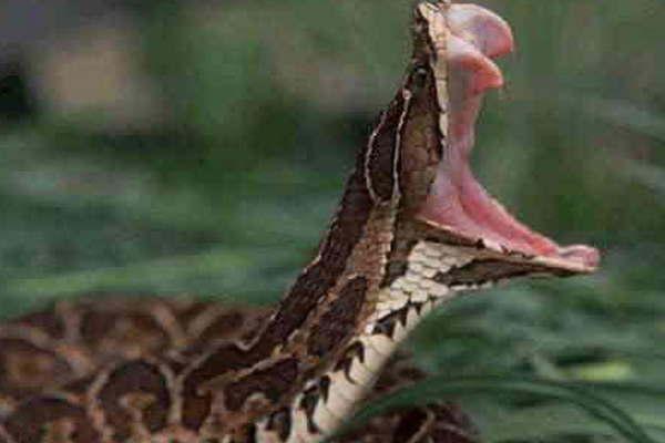 Se trata de una especie de viacuteboras que es la maacutes temida  en toda el territorio argentino 
