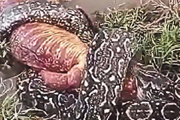 En impactante video una lampalagua se devora a una iguana colorada 