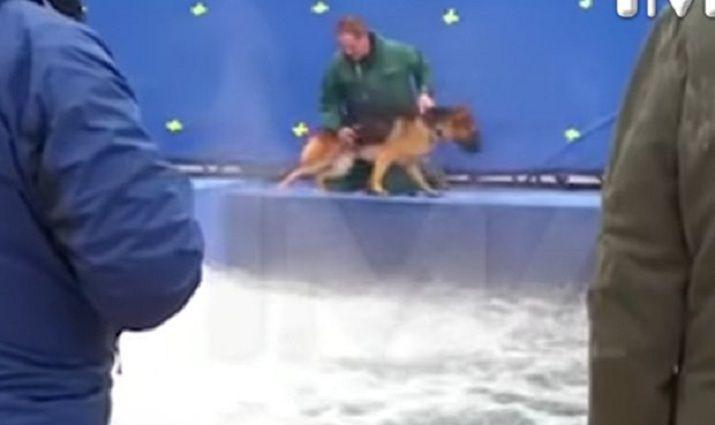 El maltrato a un perro provoca un boicot contra la peliacutecula A Dogs Purpose