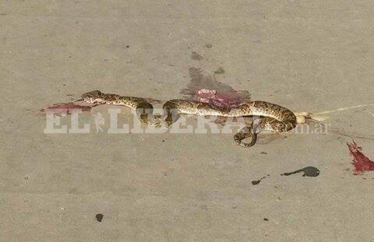 Alerta- vecinos de la zona sur denunciaron la aparicioacuten de peligrosas viacuteboras