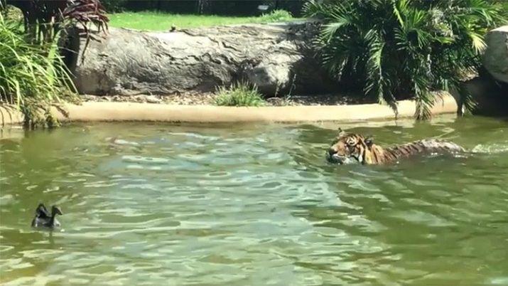 Video- valiente pato desafiacutea a un tigre de Sumatra