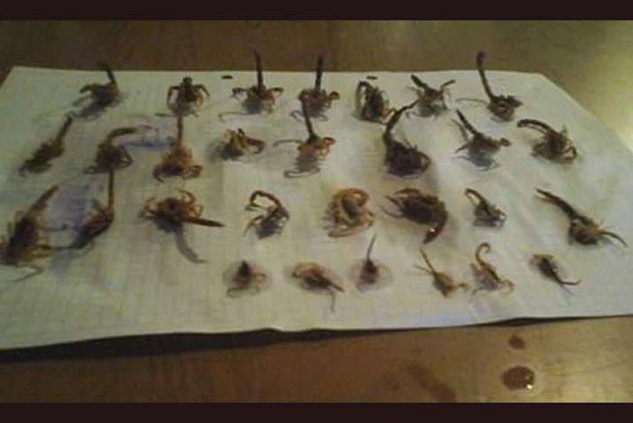 Los ejemplares atrapados