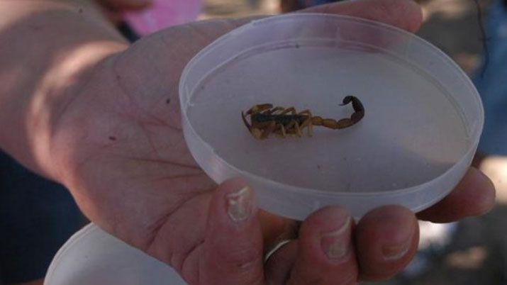 Santiago es una de las provincias con ms picaduras de alacranes