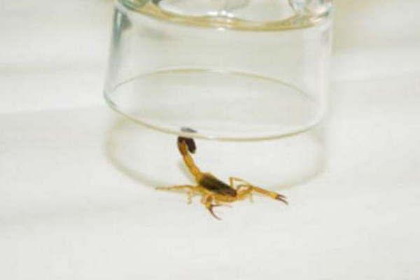 La comuna emitioacute consejos para prevenir picaduras de alacranes