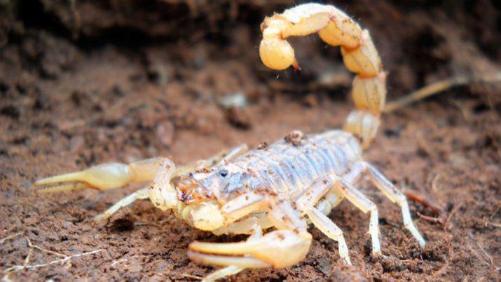 Bebeacute de 9 meses estaacute grave tras ser picado por un alacraacuten