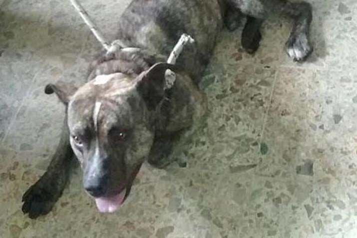 Ojo de Agua- un nintildeo fue atacado por un perro