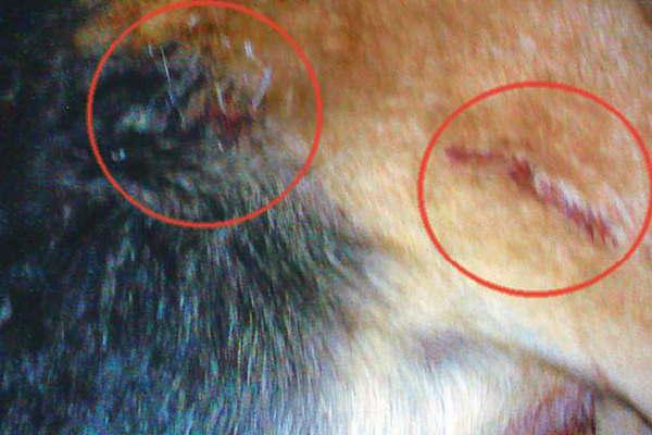 Denuncian a vecino de Los Acosta por matar perros a balazos