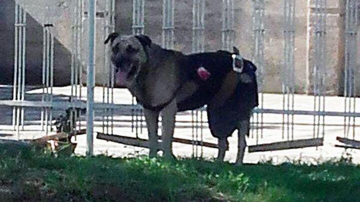 Piden que no liberen al torturador de perros en Tucumaacuten