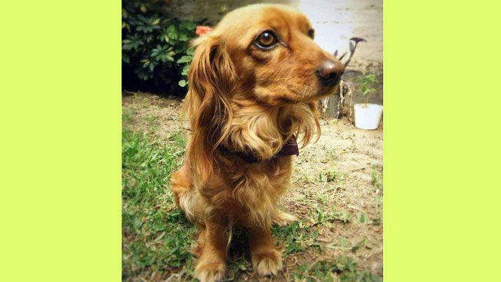 Son numerosos los casos de perros robados en barrio Juramento