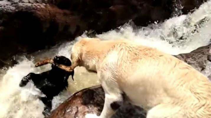 Video- Un perro salva a otro de morir ahogado