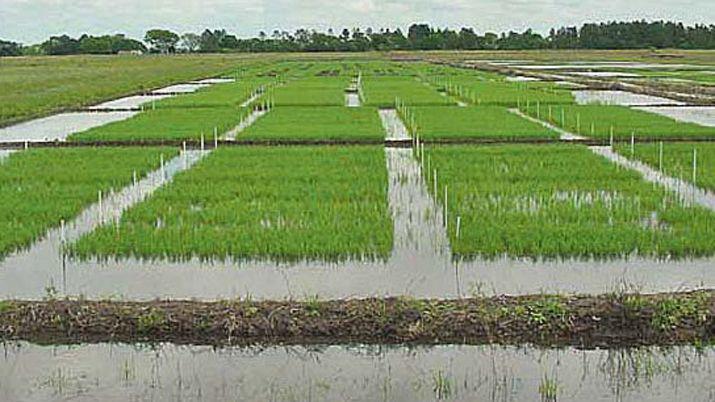 La produccioacuten de arroz acosada por el incremento de costos