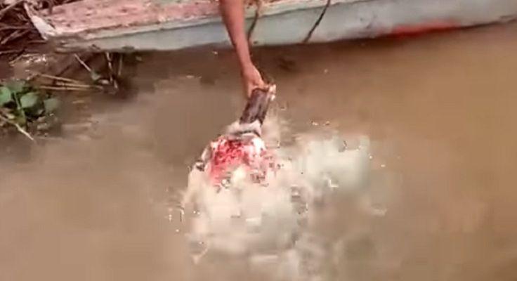 Un hombre alimenta a pirantildeas con sus manos