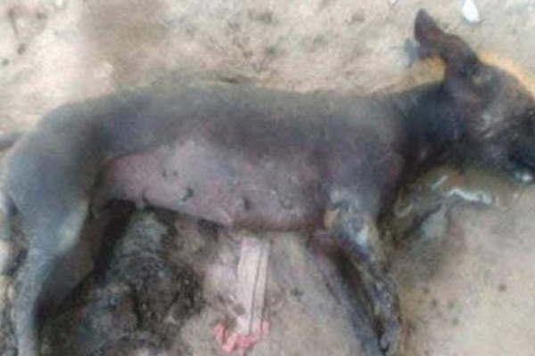 Le mataron el perro y se lo dejaron en los asientos traseros de su automoacutevil 