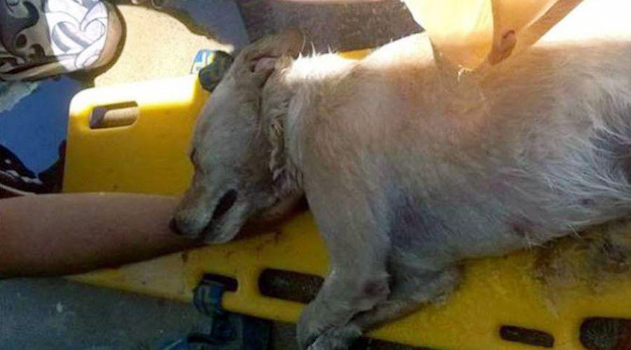 Encerroacute al perro en el auto para ir a la playa y murioacute sofocado