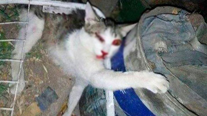 Aberrante- golpearon salvajemente a un gato y lo abandonaron en la basura