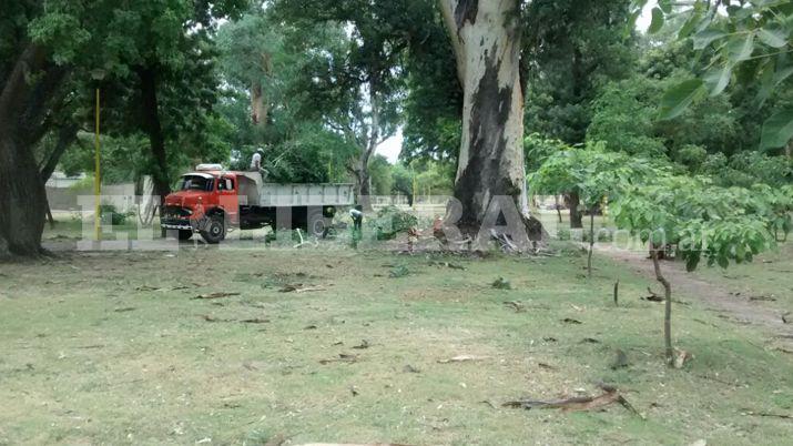 Intenso trabajo de la Municipalidad para retirar ramas y aacuterboles caiacutedos
