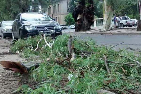 El fuerte viento dejoacute aacuterboles caiacutedos y hubo voladura de techos