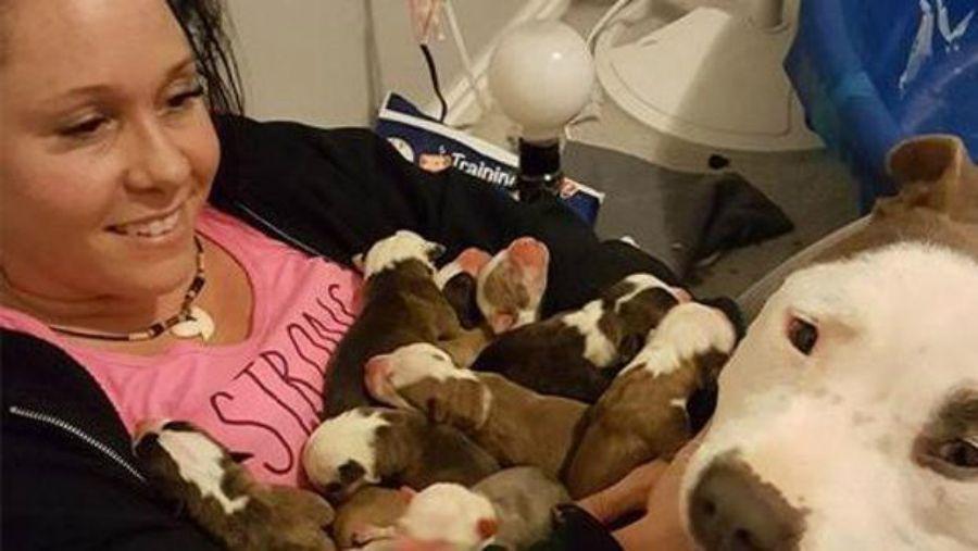 Pura ternura- la pitbull le regala sus cachorros a la sentildeora que la rescatoacute de la calle