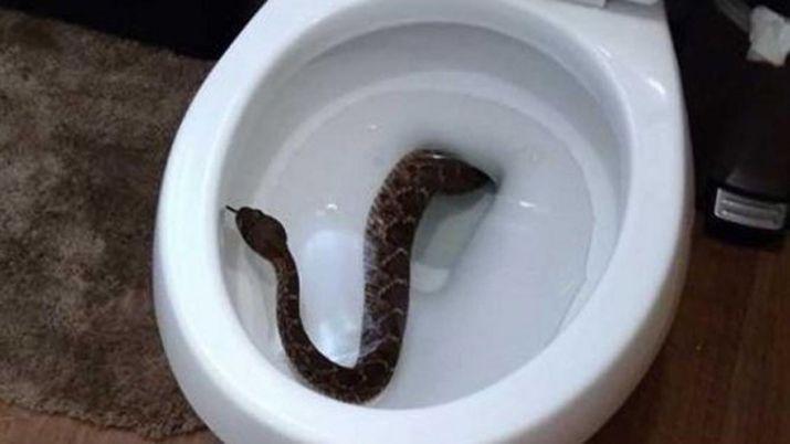 Vivían sobre un nido de víboras