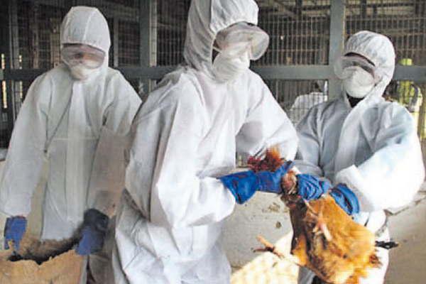 Detectan una cepa  de Gripe Aviar de  alta peligrosidad