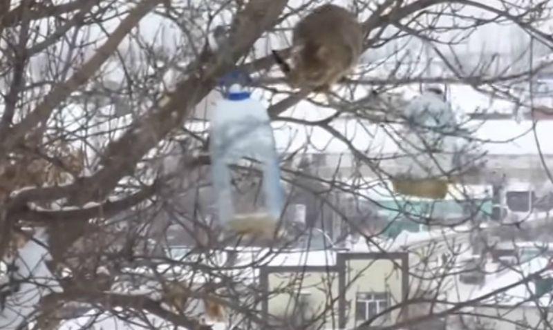 Video- Las hazantildeas de un gato para conseguir comida