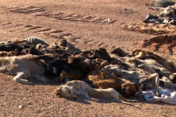 Otro exterminio de  perros en Coacuterdoba-  esta vez mataron a 37 