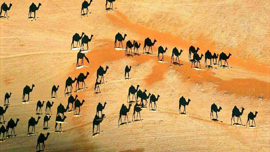 Nuevo desafiacuteo viral- iquestcuaacutentos camellos ves